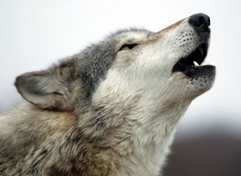 Подвывание волка