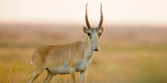 Охота на Антилоп - Сайгак