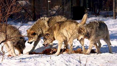 Охота - привада на волка