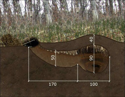 Берлога медведя