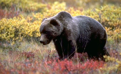 Бурый медведь