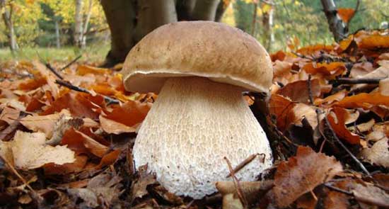 Как приготовить белые грибы, рецепты