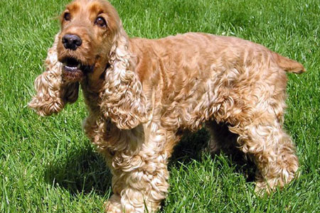 Охотничья собака Спаниель