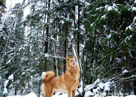 Финская Лайка