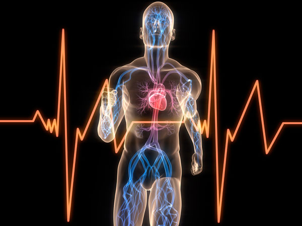 Диагностики работы сердечной мышцы