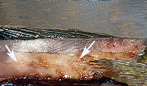 Заболевания рыб, фото инфицированных