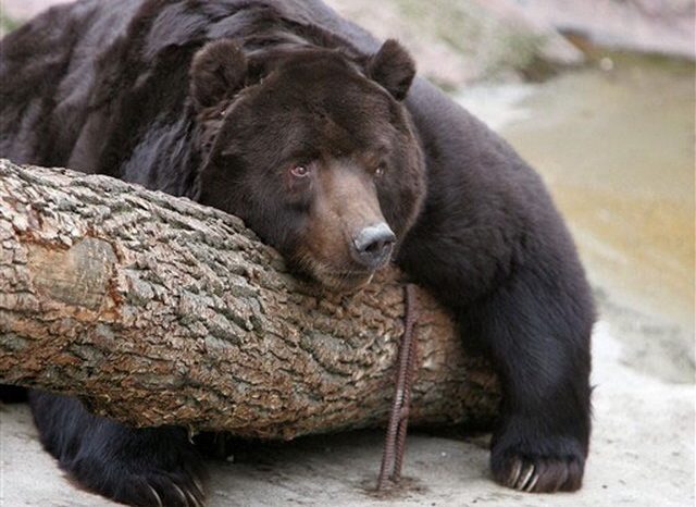 Охота на медведя с луком опасна, видео