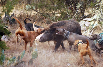 Собаки в охоте на кабана