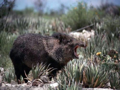 Клыки кабана