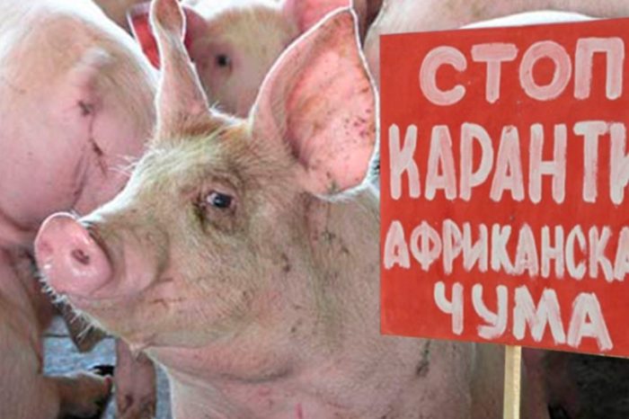 Орловская область: Чума свиней