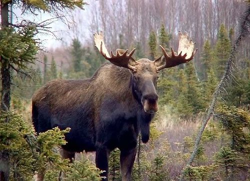 Лось в лесу