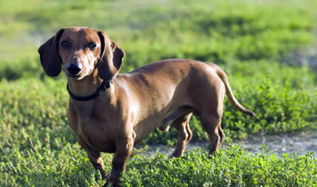 охотничья такса