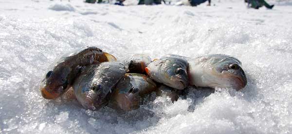 Особенности зимней рыбалки, как и какую рыбу, ловить зимой