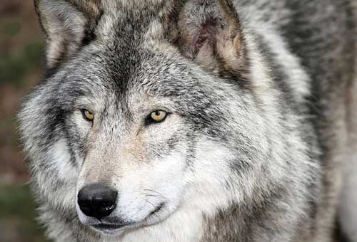 Нападение волка в Казахстане